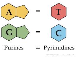 Purines and pyrimidines
